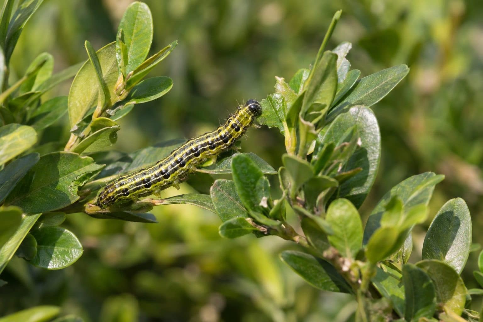 Chenille pyrale du buis se nourrissant sur feuillage