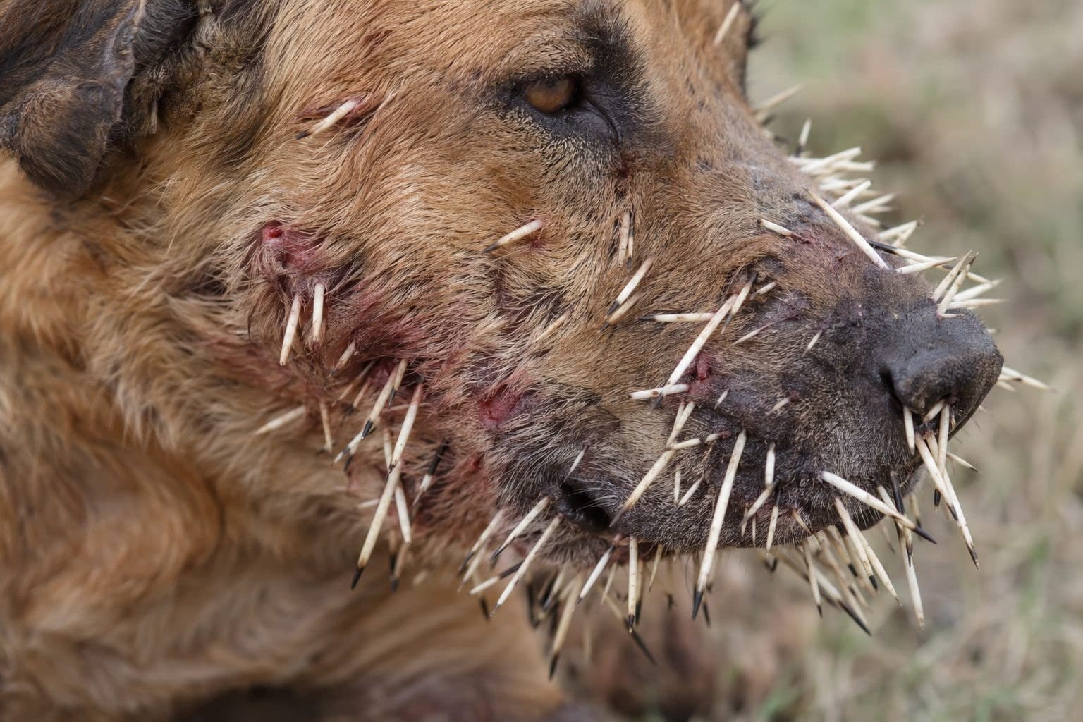 Gros plan sur les piquants d'un porc-épic plantés dans la peau et le pelage d'un chien