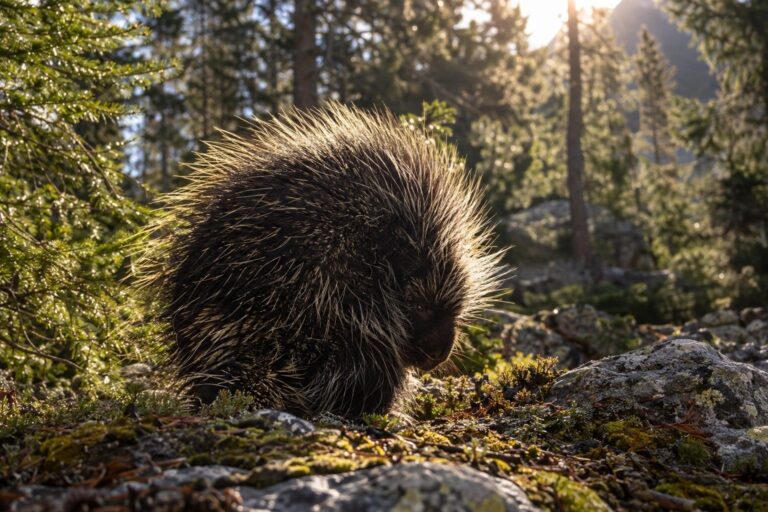 Portrait d'un porc-épic adulte montrant ses milliers de piquants défensifs dans son habitat forestier