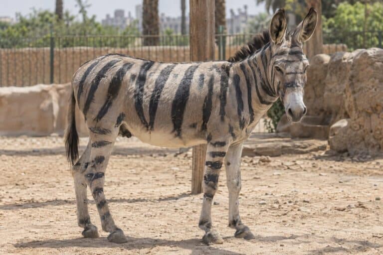 Un âne peint avec des rayures noires pour ressembler à un zèbre