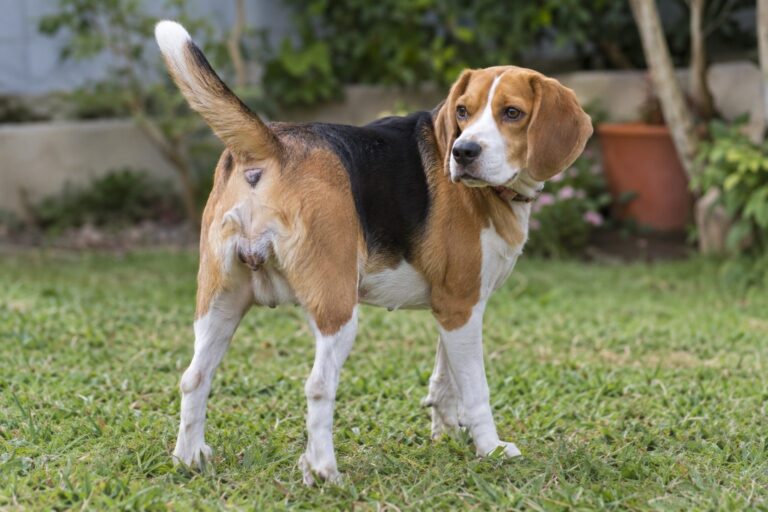 Chienne en période de chaleurs, assise ou debout, montrant des signes de comportement typique (queue relevée, posture caractéristique), en intérieur ou extérieur naturel
