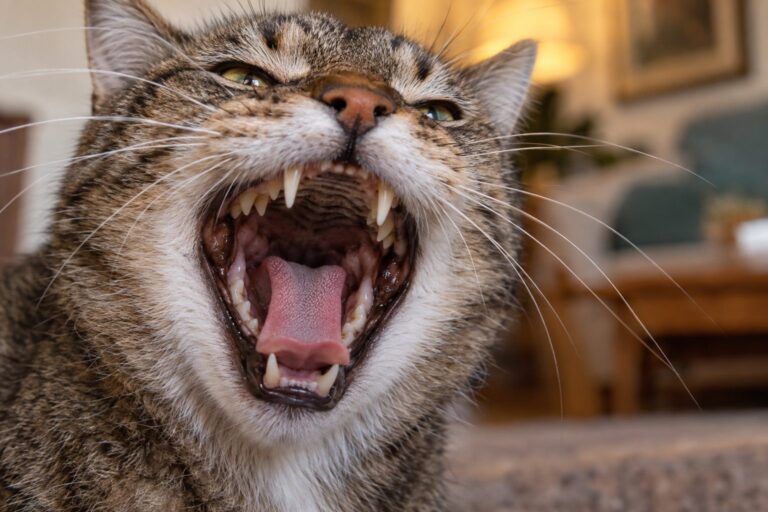 Gros plan sur la gueule ouverte d'un chat adulte montrant ses dents et sa dentition