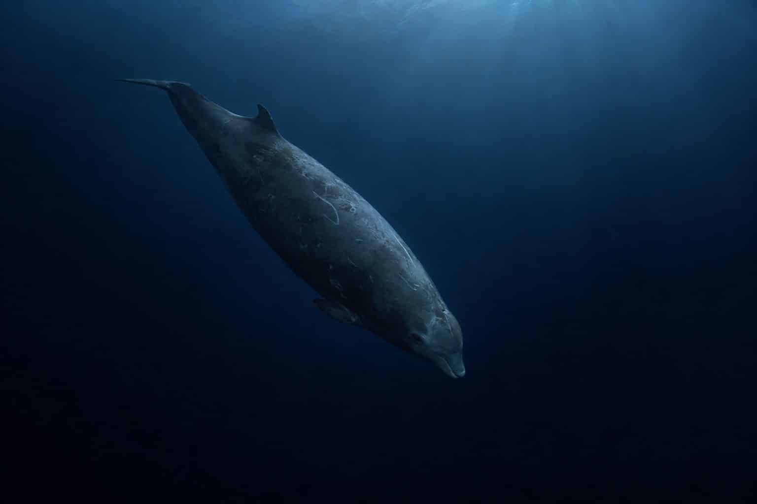 Baleine de Cuvier en plongée profonde