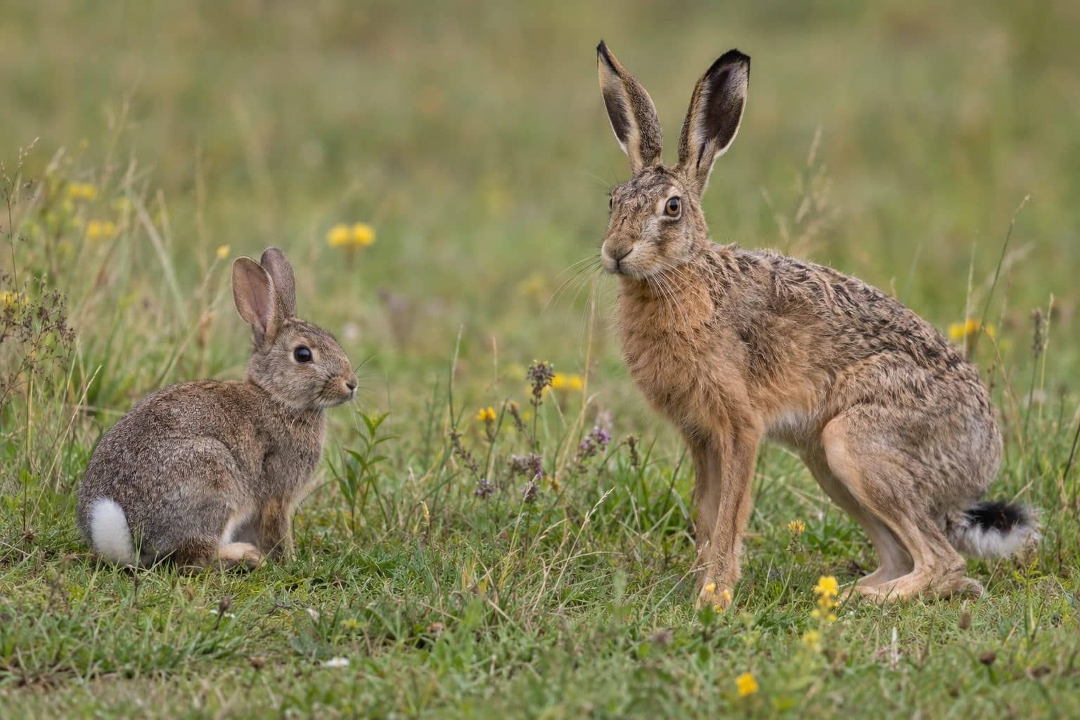 Comparaison côte à côte : un lapin de garenne et un lièvre d'Europe montrant leurs différences morphologiques distinctives