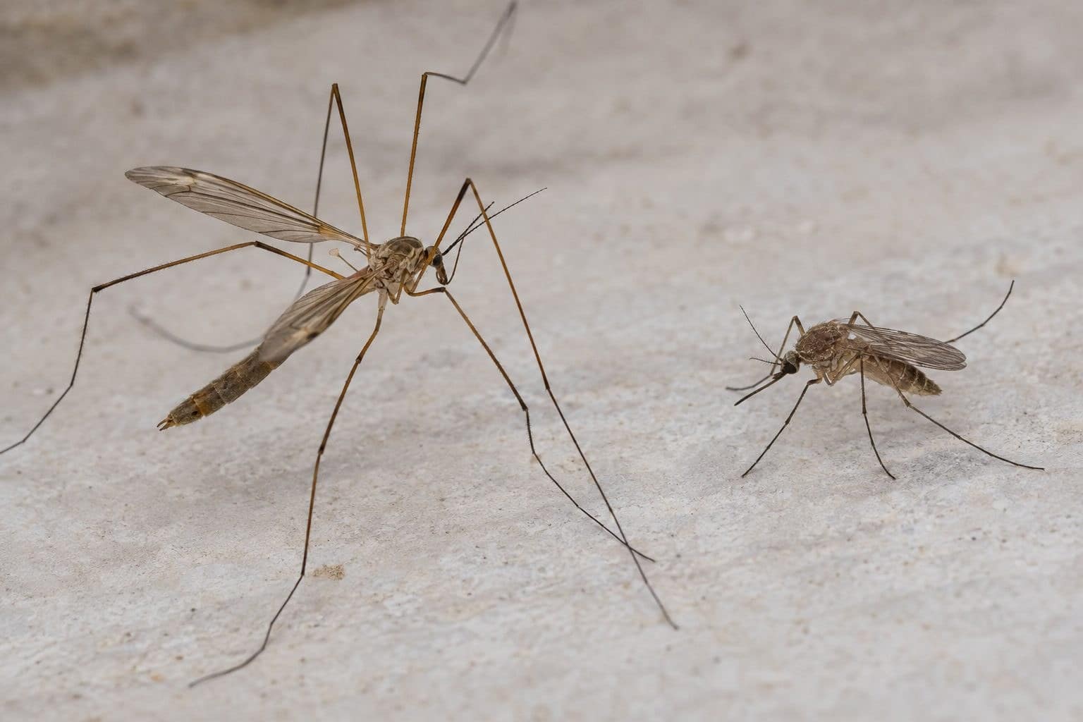 Une tipule (Tipula oleracea) et un moustique commun (Culex pipiens) côte à côte pour comparaison visuelle de leurs différences morphologiques