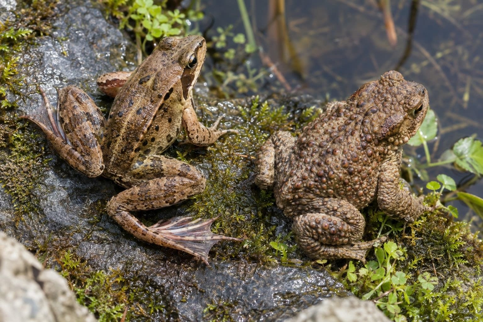 Comparaison des pattes d'une grenouille et d'un crapaud côte à côte