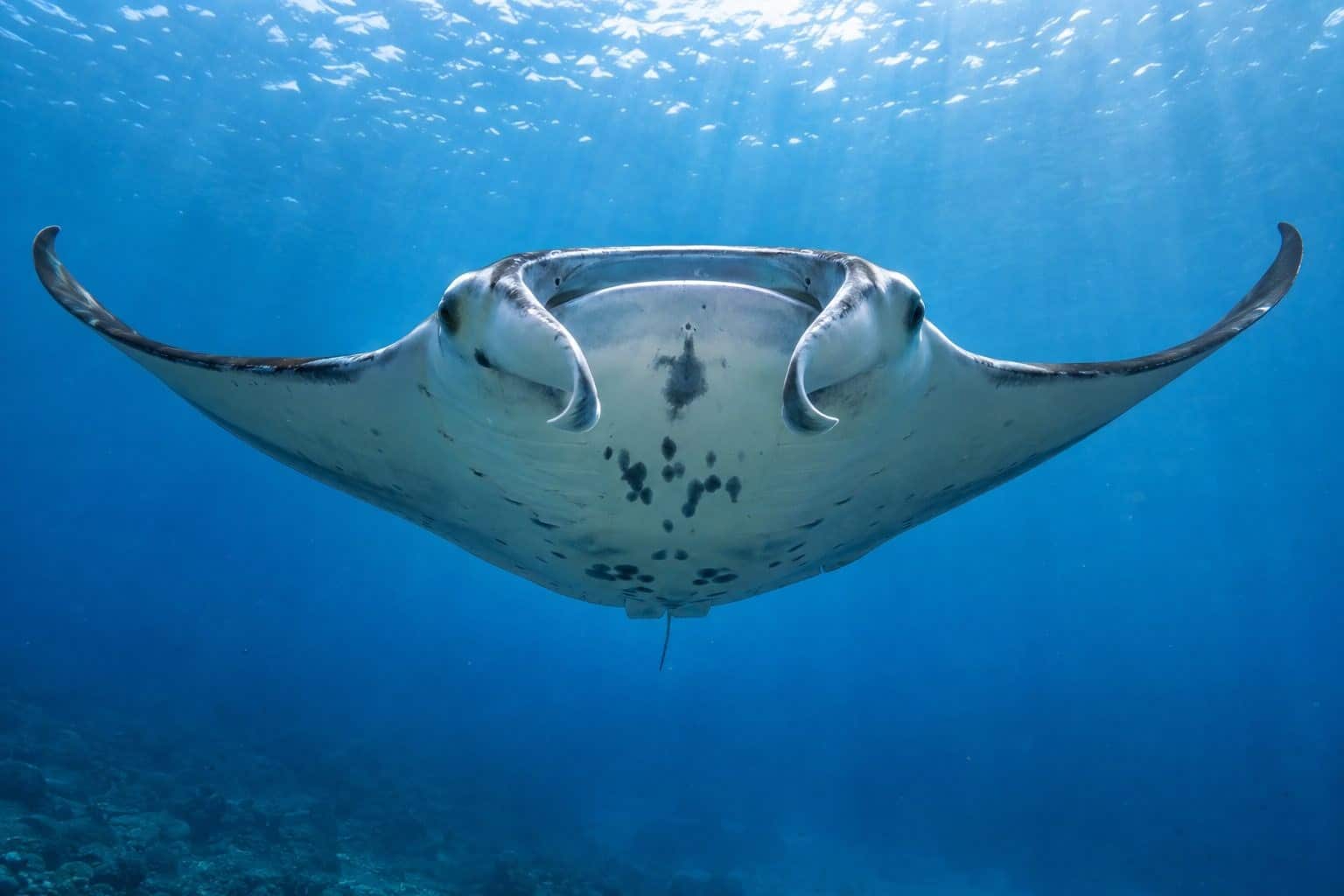 Raie manta vue de face en pleine eau montrant sa bouche et ses cornes caractéristiques