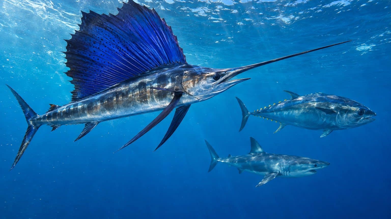 Records de vitesse chez les animaux marins et d&rsquo;eau douce : chiffres mesurés et méthode