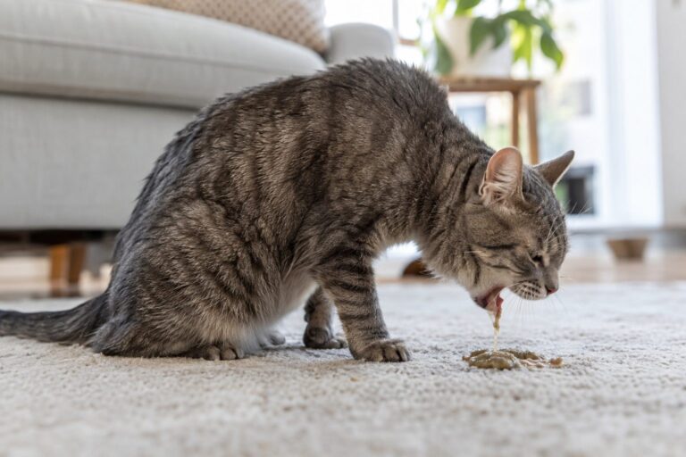 Chat gris tabby vomissant sur un tapis clair dans un salon domestique, vu de côté
