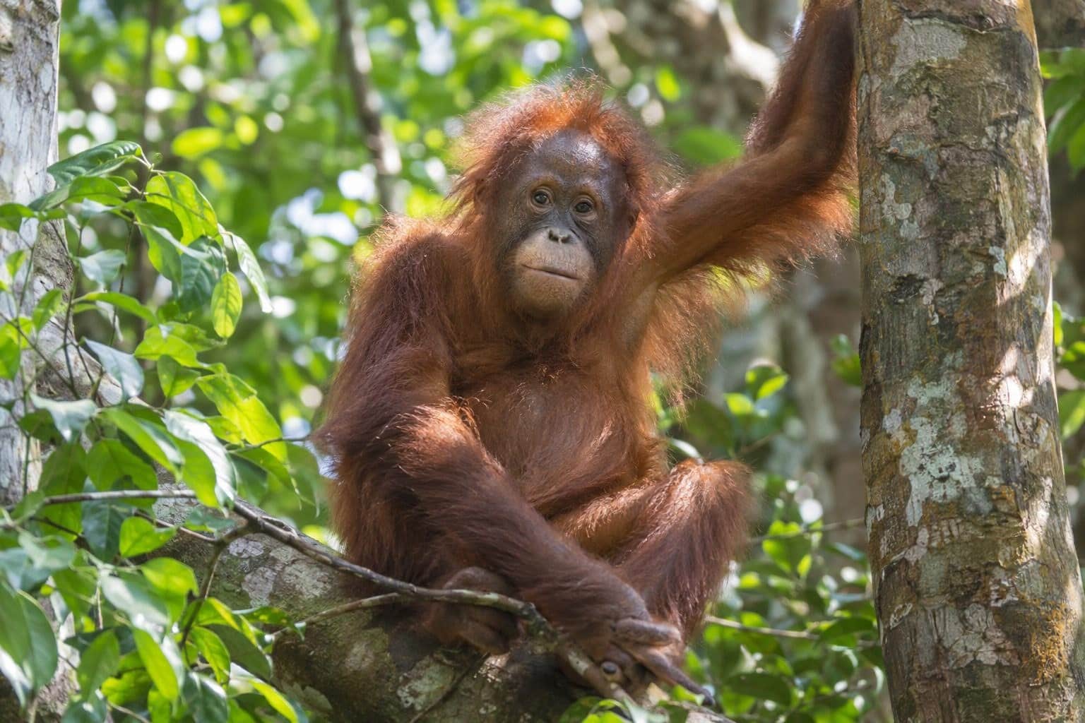 Gito, le jeune orang-outan adulte en bonne santé avec son pelage orange vif au sanctuaire