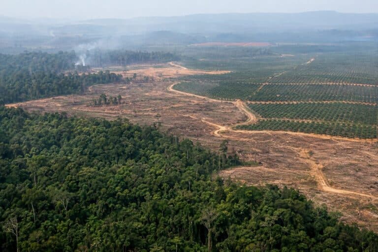 Zone de déforestation en Indonésie montrant la destruction de la forêt tropicale pour les plantations d'huile de palme