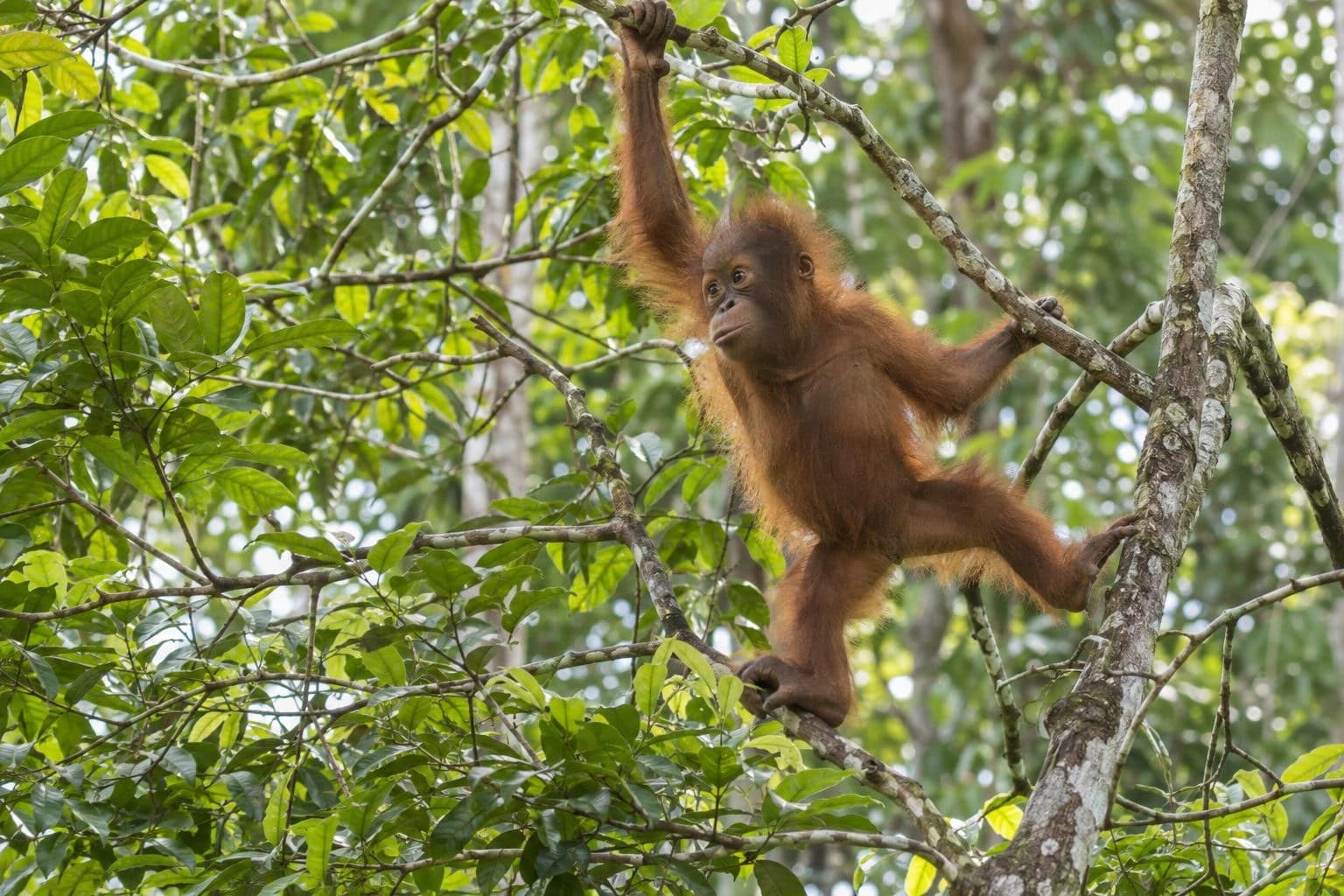 Orang-outan juvénile apprenant à grimper et construire un nid dans les arbres du sanctuaire