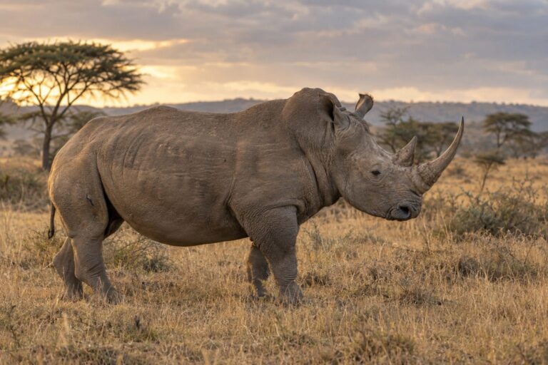 Un rhinocéros blanc adulte de profil, montrant sa corne distinctive