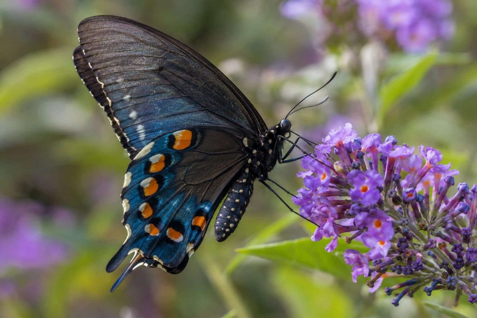 Papillon Battus philenor posé sur une fleur, mettant en évidence ses ailes bleu nuit caractéristiques
