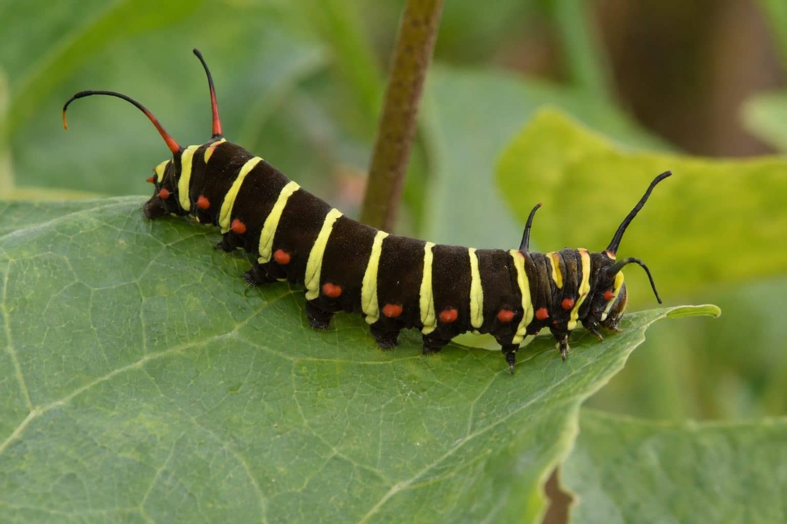 Chenille de Battus philenor sur une feuille de pipevine, dans ses colorations rouges et jaunes caractéristiques