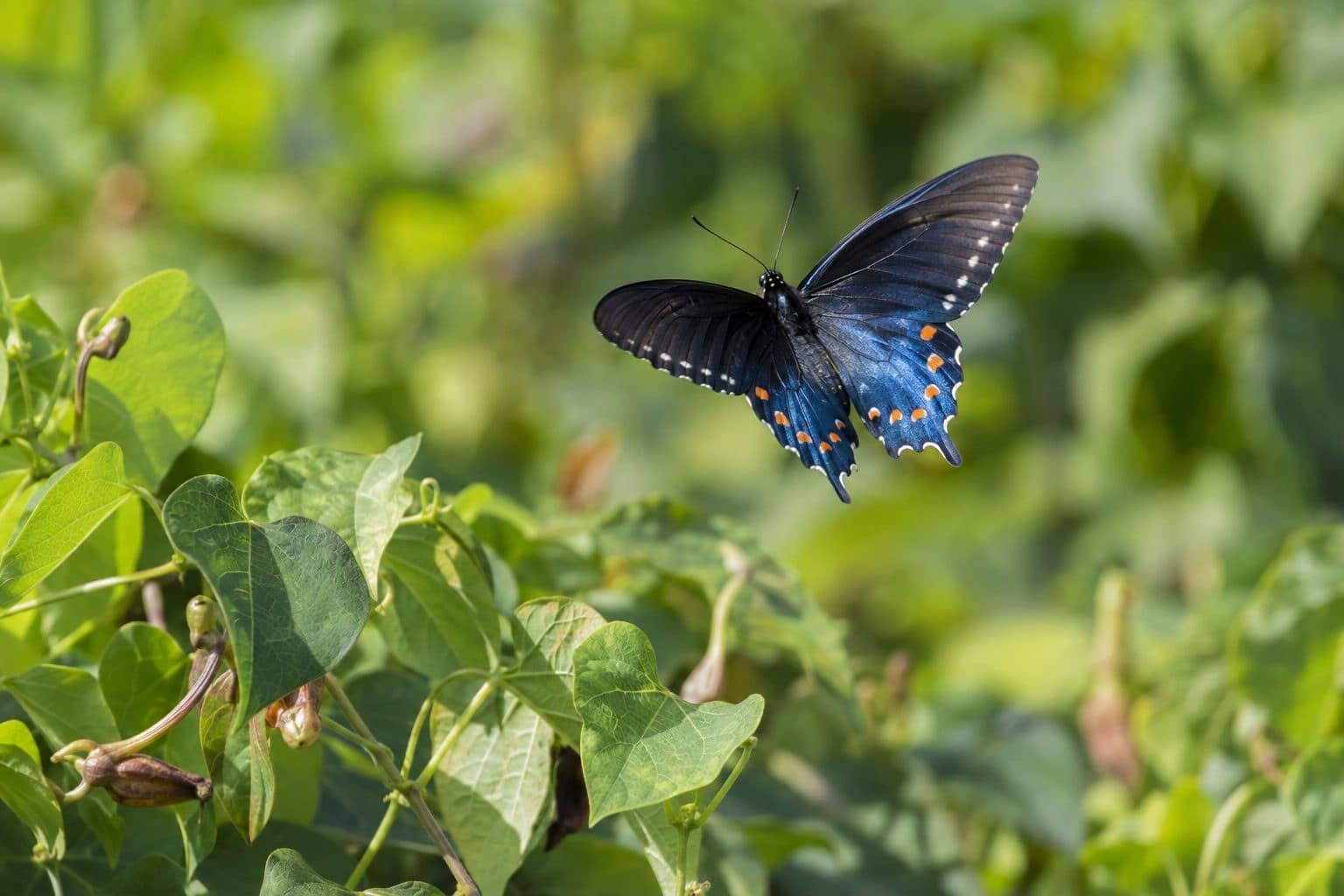 Battus philenor en vol au-dessus d'une plante hôte, ses ailes déployées montrant toute leur envergure