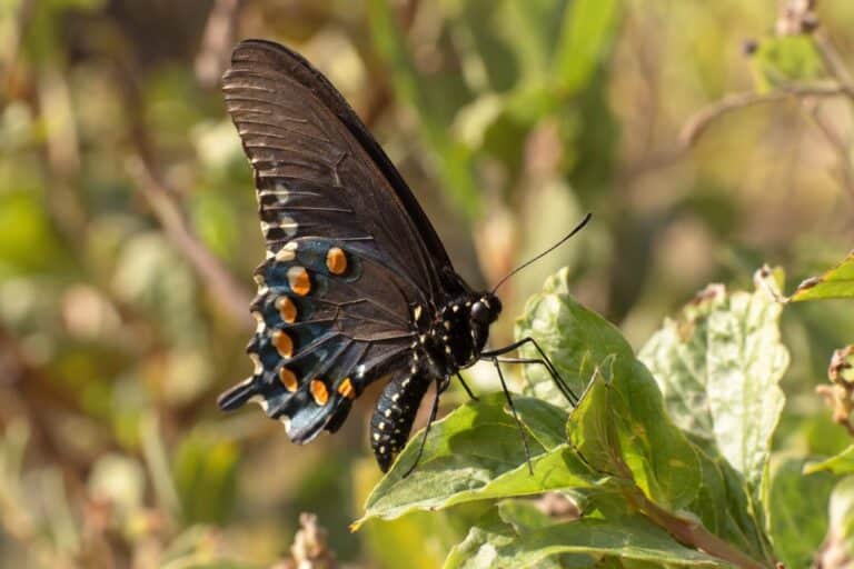 Battus philenor au repos sur une feuille verte dans son habitat naturel californien, gros plan de face