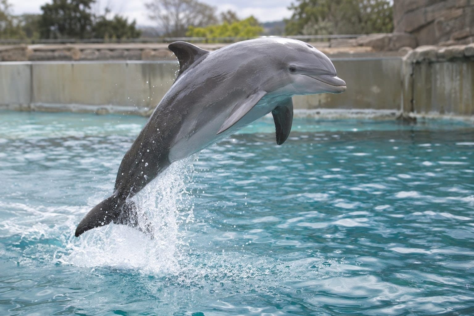 Dauphin effectuant un saut acrobatique en bassin de captivité