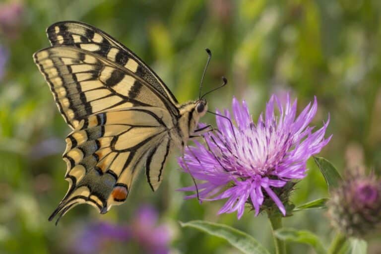 Un papillon en gros plan aspirant le nectar d'une fleur avec sa trompe