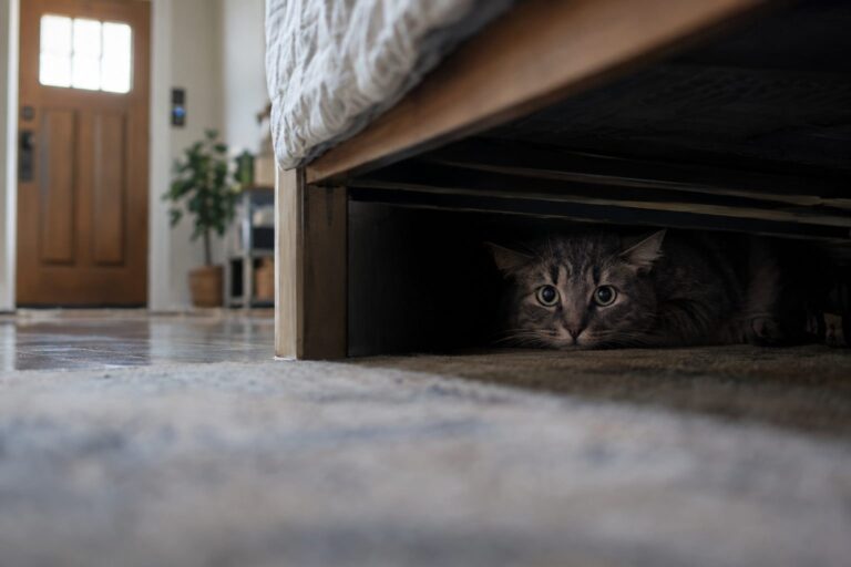 Chat gris paniqué se réfugiant sous un lit lors du bruit d'une sonnette