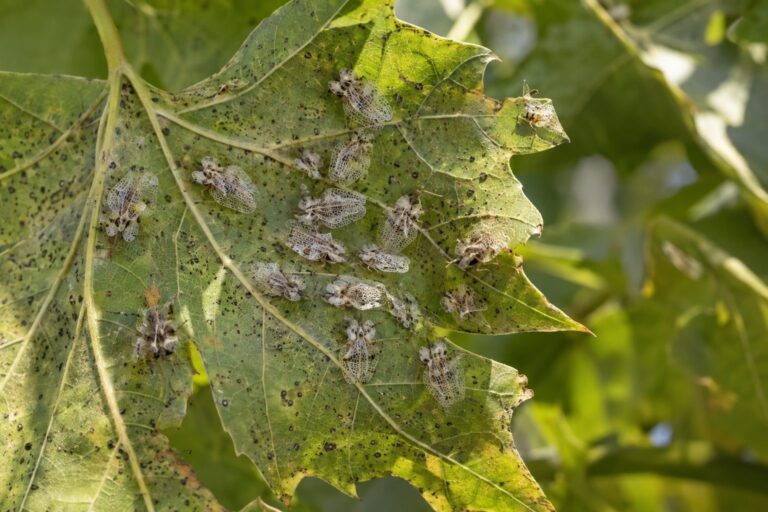 Tigre du platane en train de se nourrir sur une feuille de platane avec plusieurs individus visibles