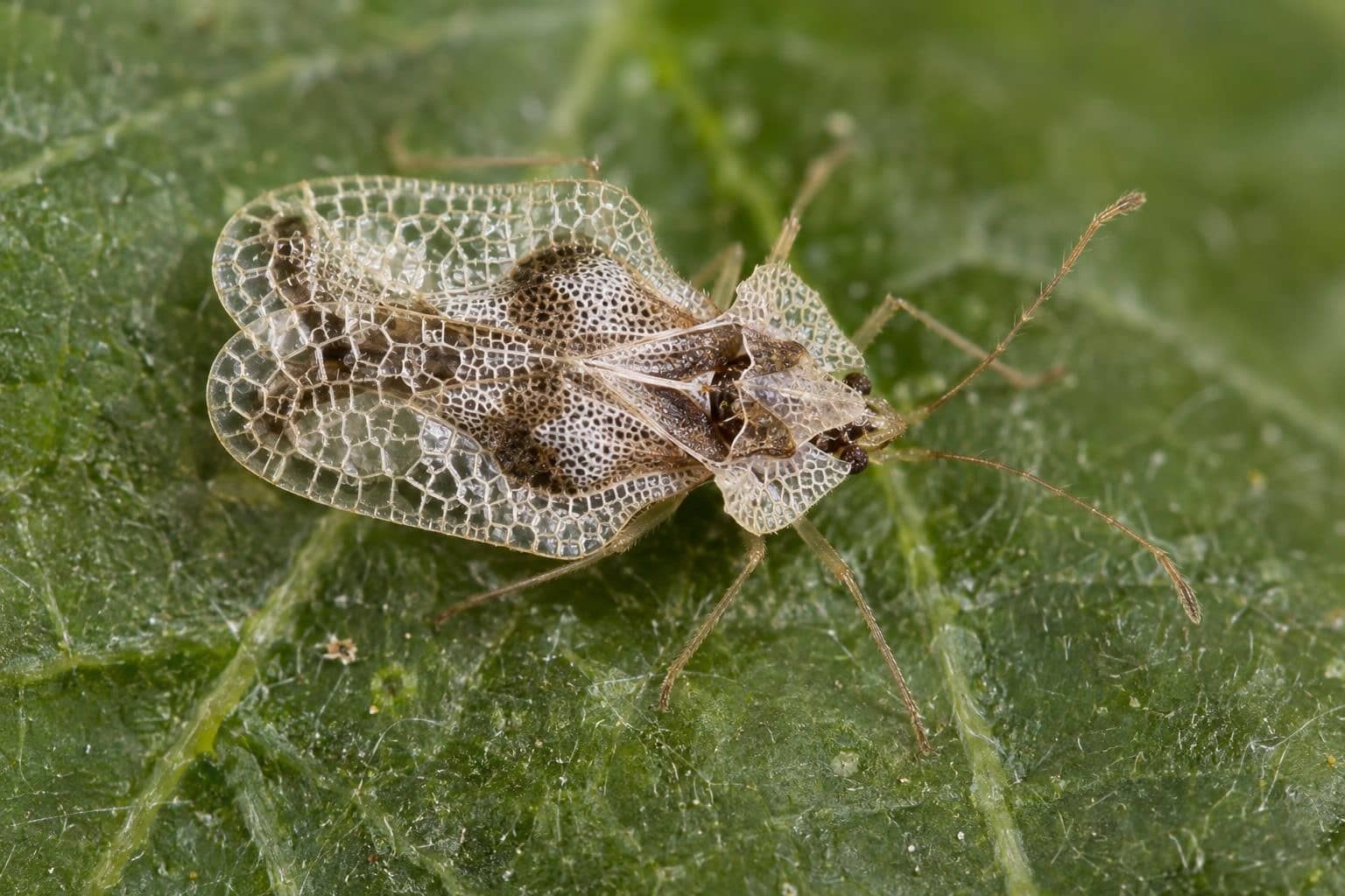 Tigre du platane en gros plan montrant ses détails morphologiques distinctifs