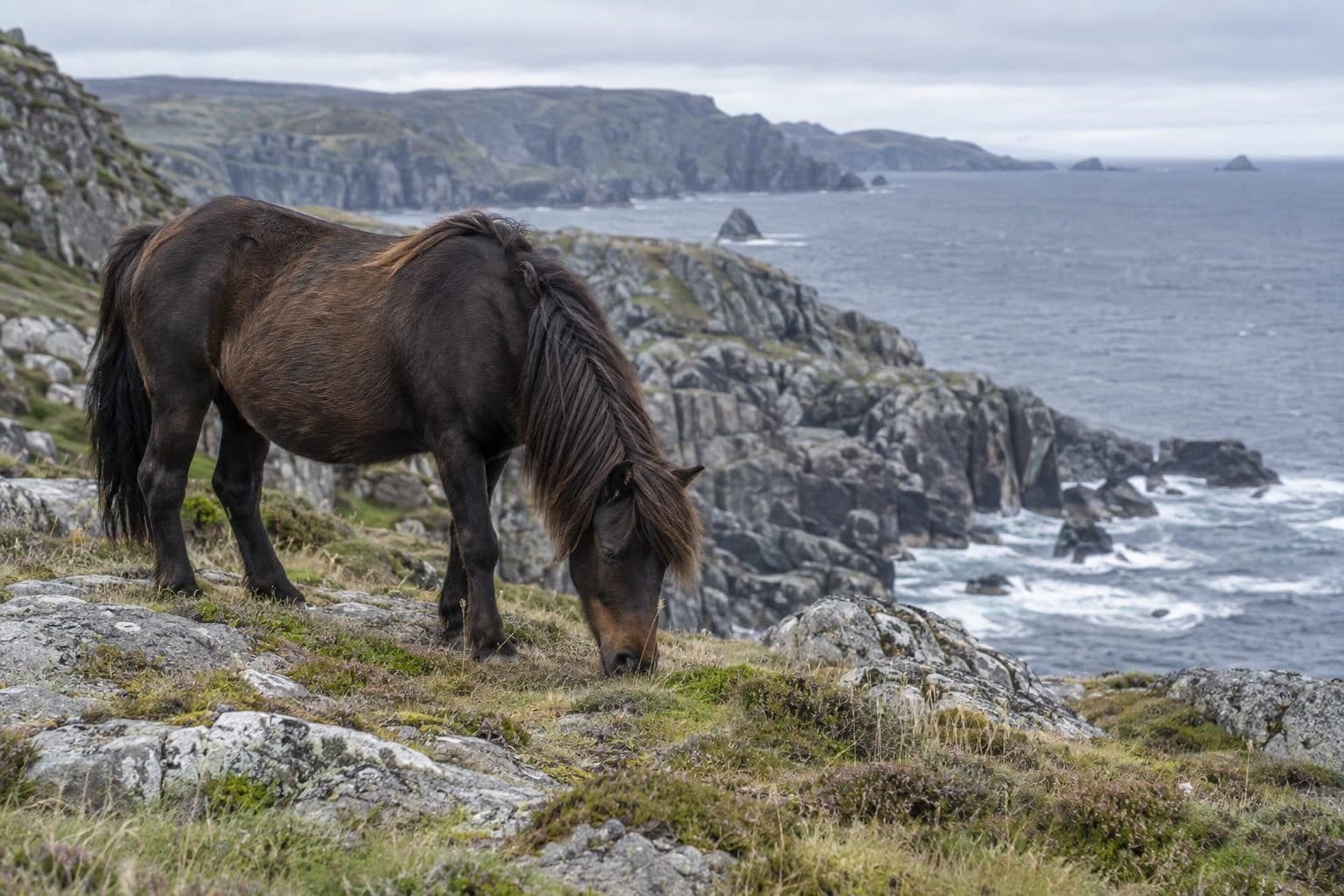 Poney de Terre-Neuve dans un paysage côtier rocheux typique de son île d'origine