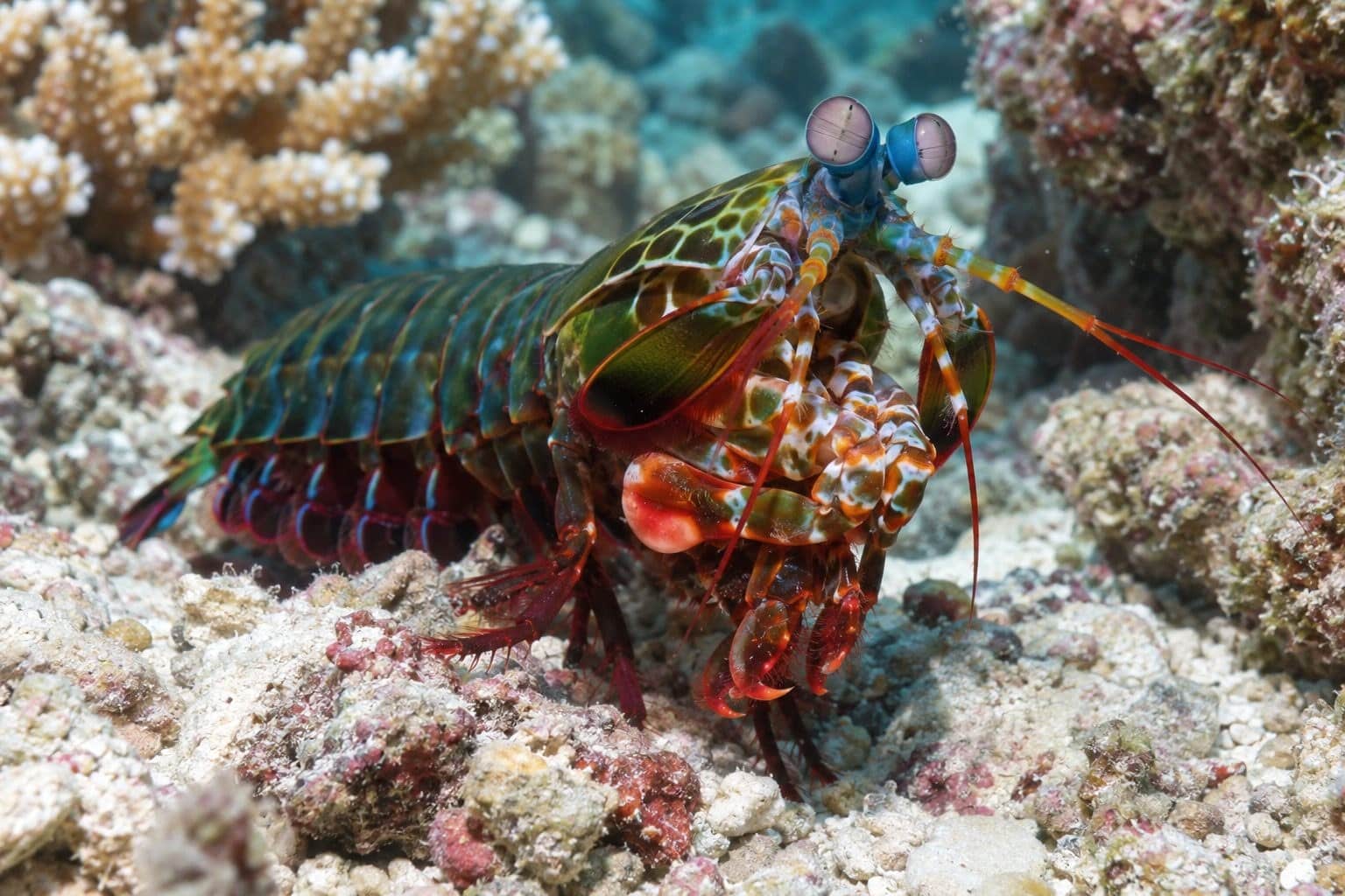 Crevette-mante dans son habitat naturel avec ses yeux visibles