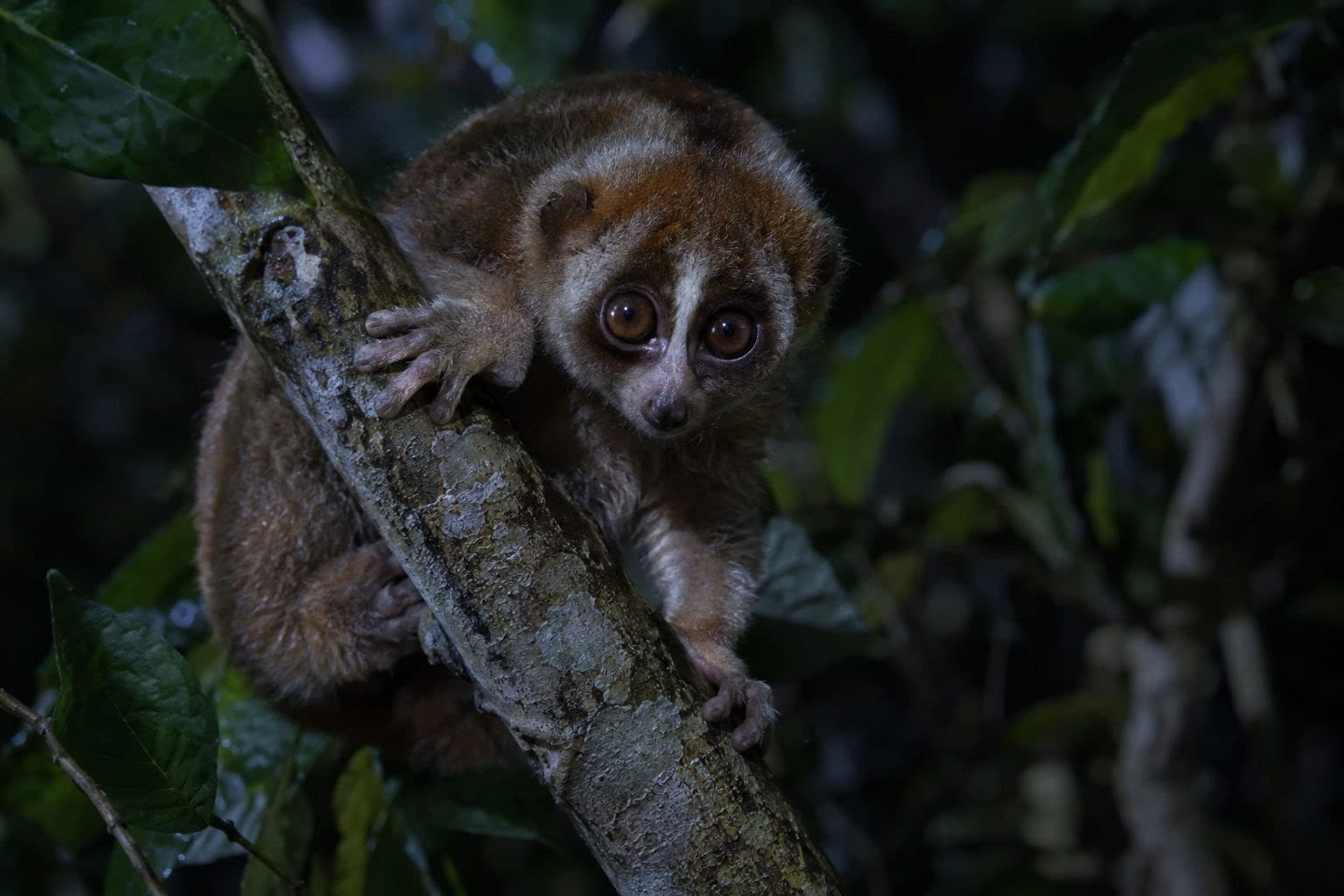 Loris lent nocturne avec ses grands yeux en gros plan