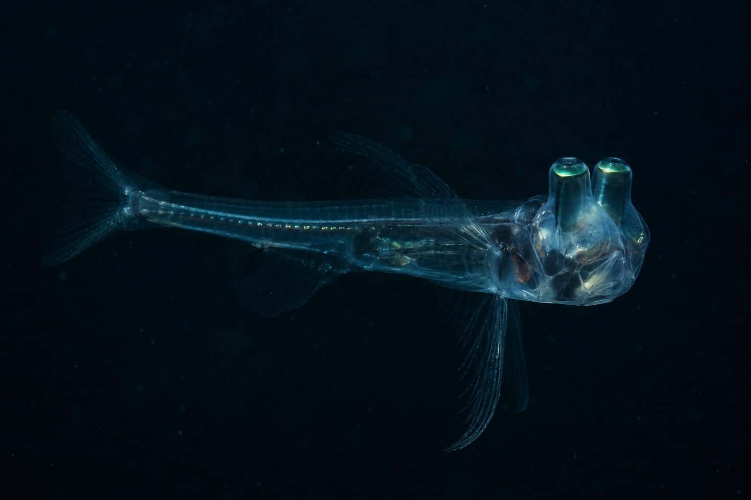 Spookfish avec ses yeux géants visibles à travers son corps transparent