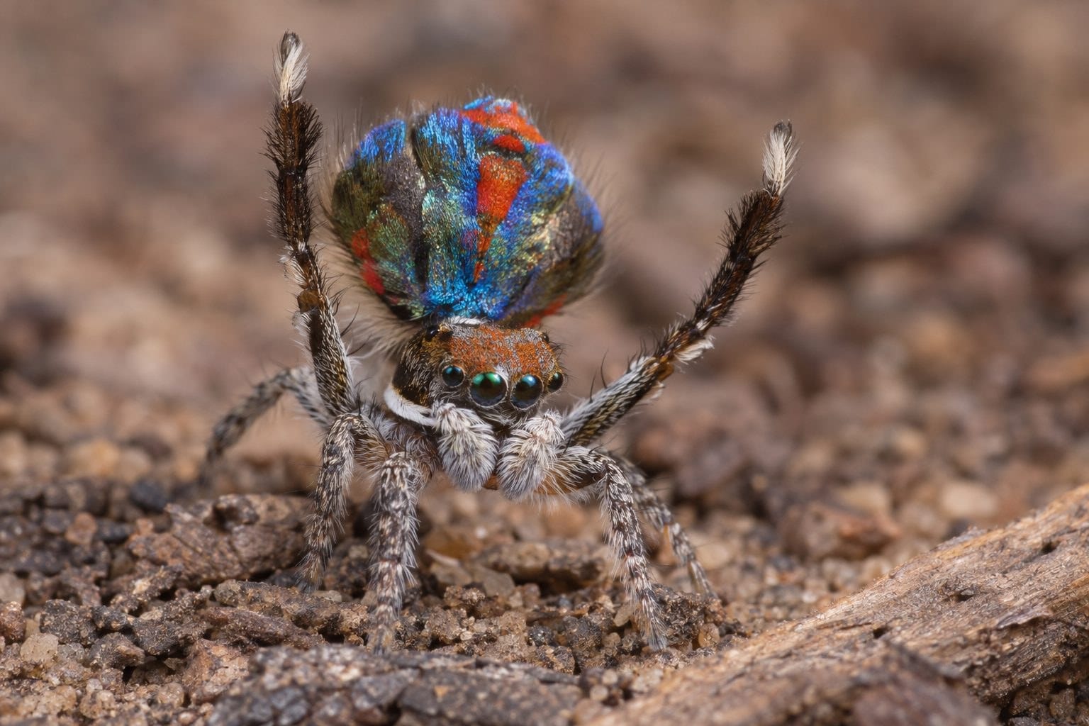 VIDÉO : regardez la fascinante danse de l&rsquo;amour de l&rsquo;araignée paon, l&rsquo;araignée la plus colorée du monde