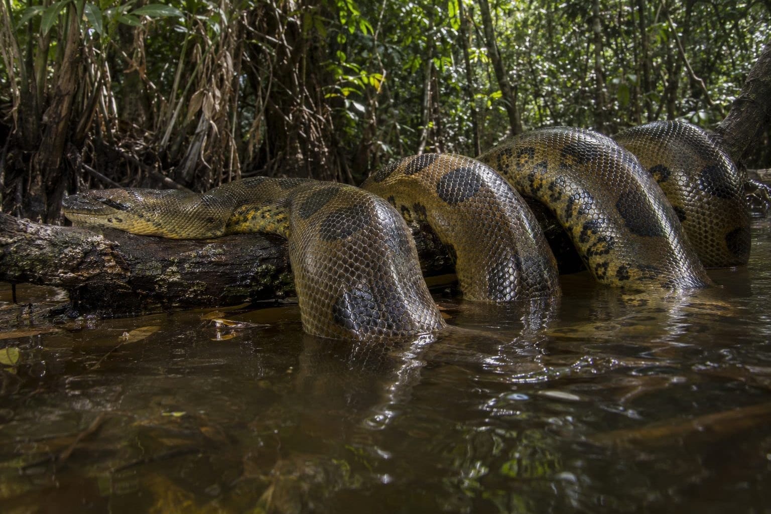 Anaconda géant dans son habitat aquatique amazonien
