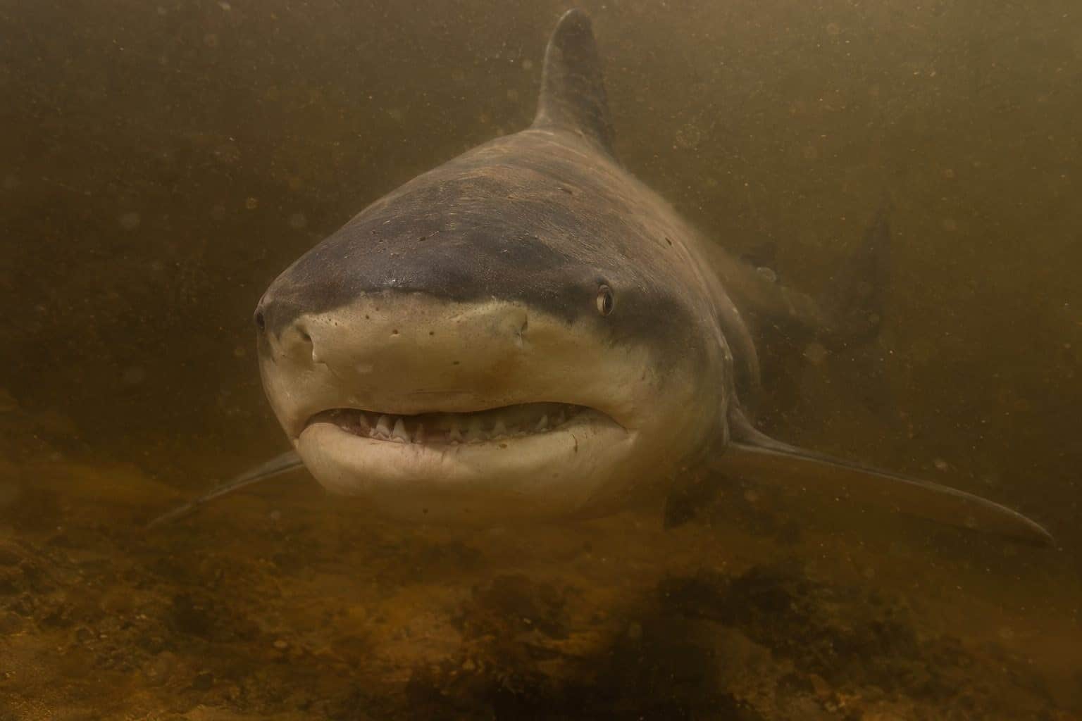 Requin-taureau dans les eaux boueuses de l'Amazone