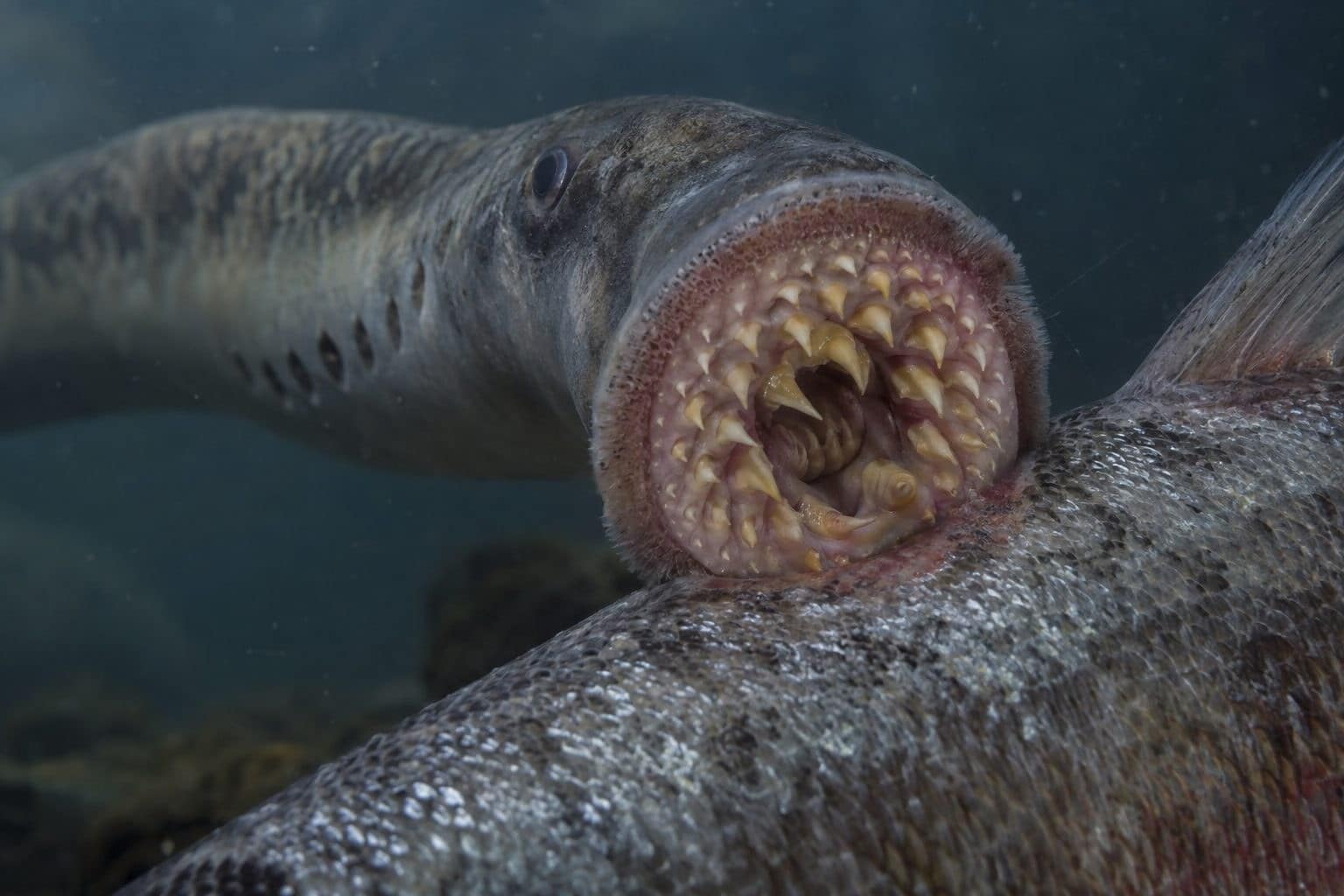Lamproie marine se nourrissant