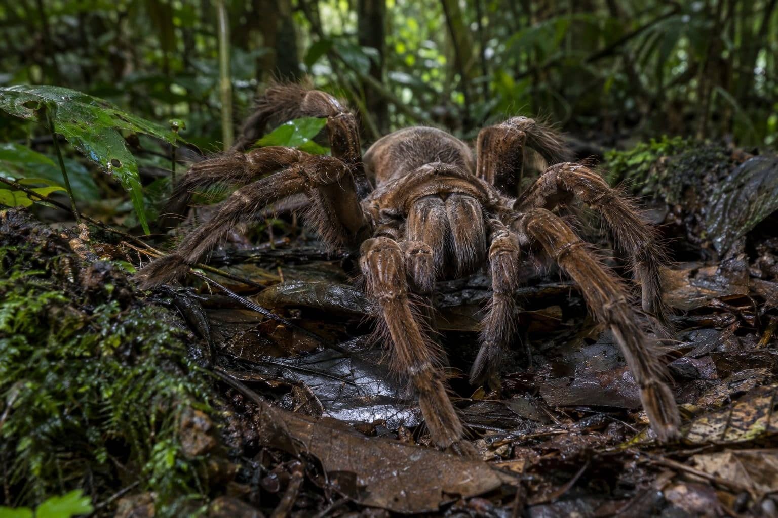Araignée Goliath dans son habitat naturel