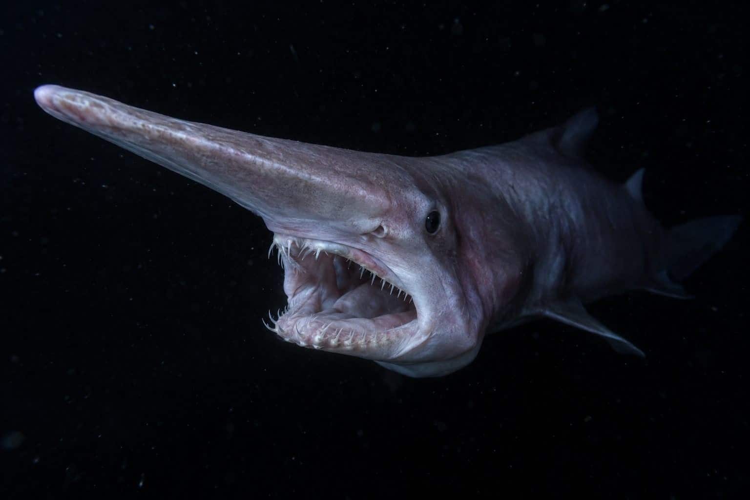Requin-lutin en profondeur