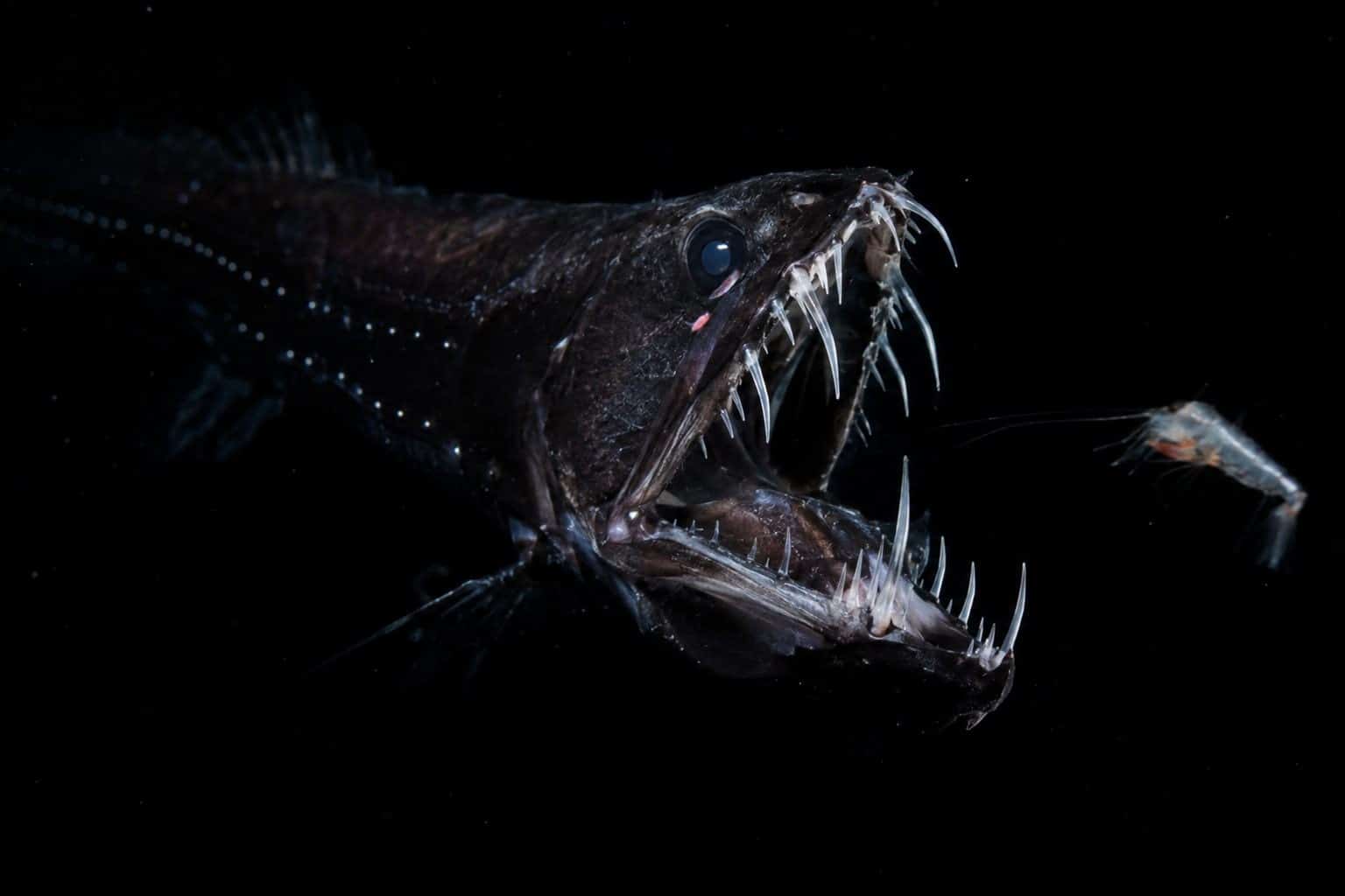 Poisson-vipère en posture d'attaque