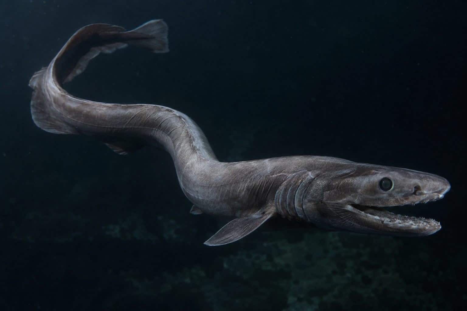 Requin-lézard montrant sa flexibilité