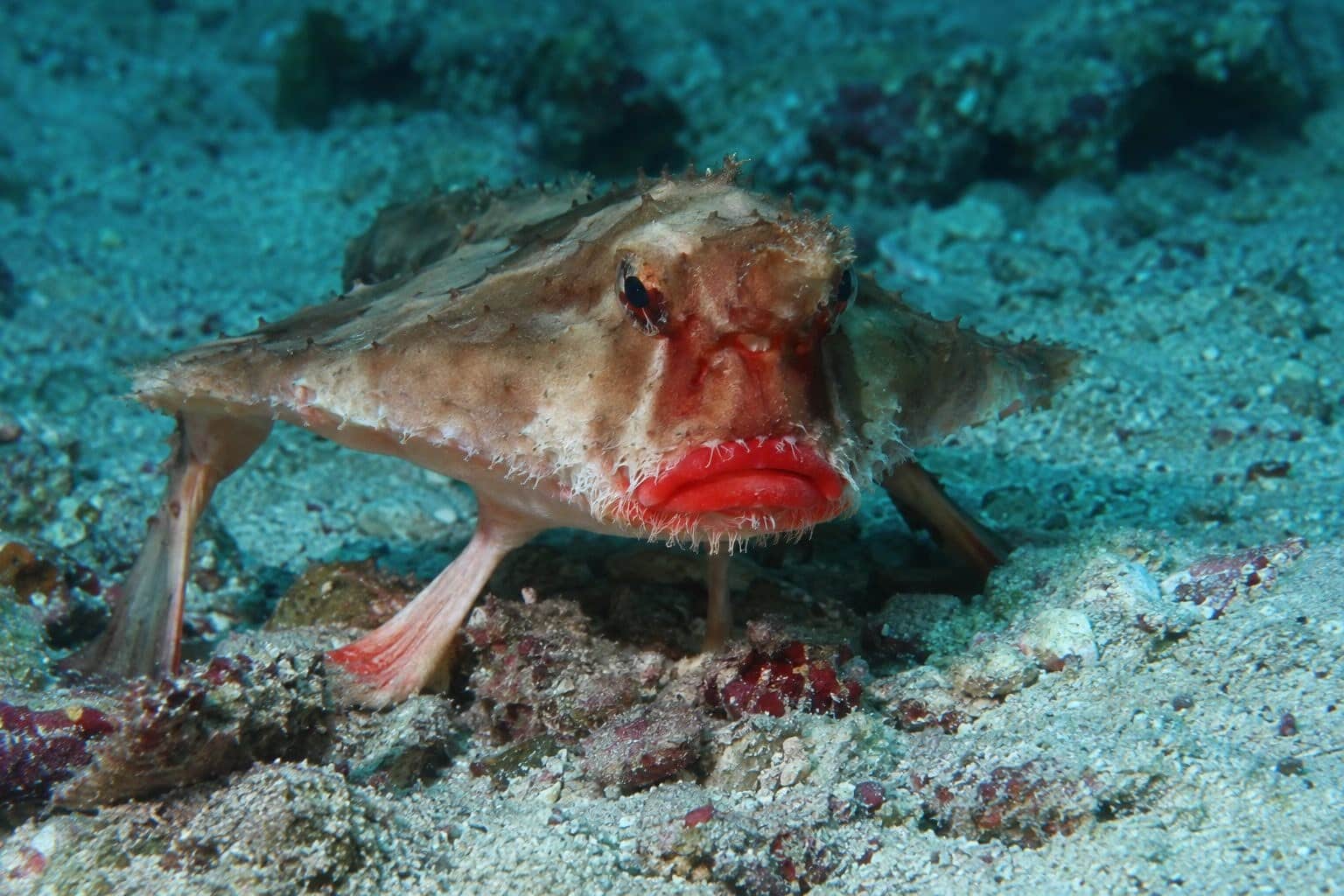 Poisson chauve-souris avec sa bouche rouge