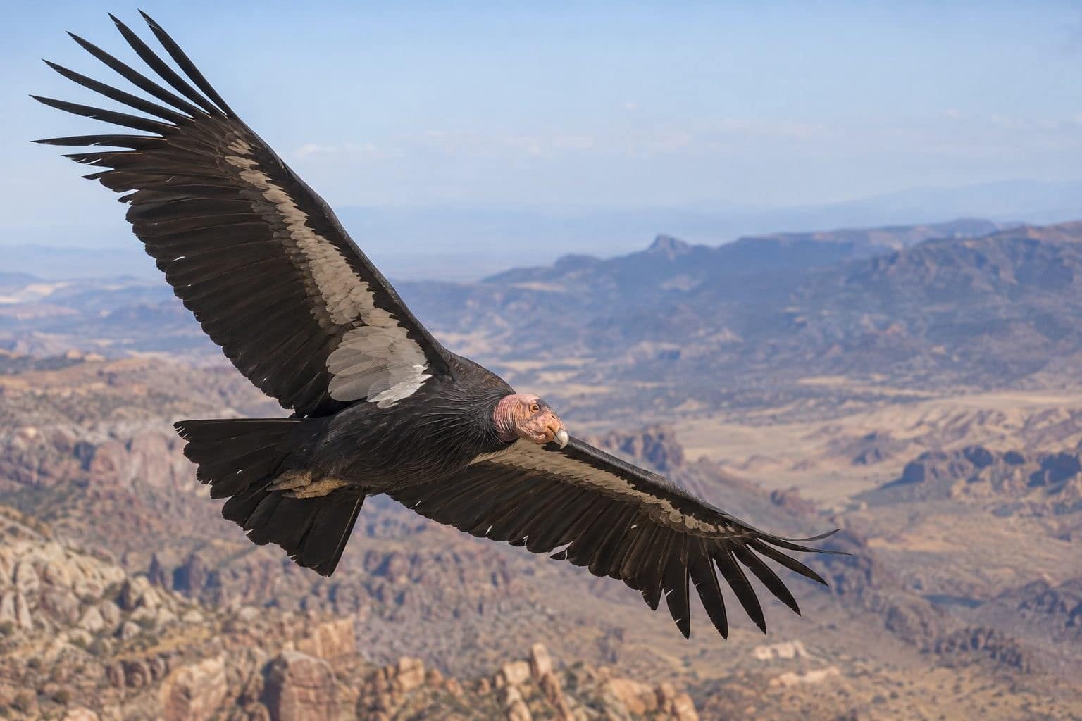 Condor de Californie en vol ou posé