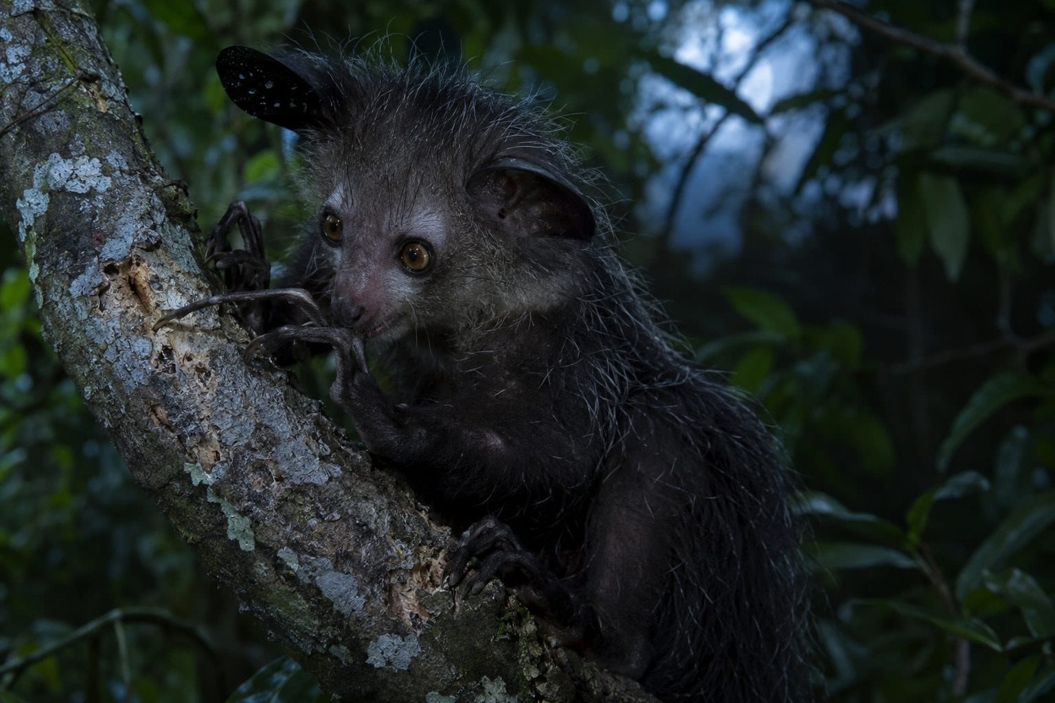 Aye-aye se nourrissant la nuit dans les branches