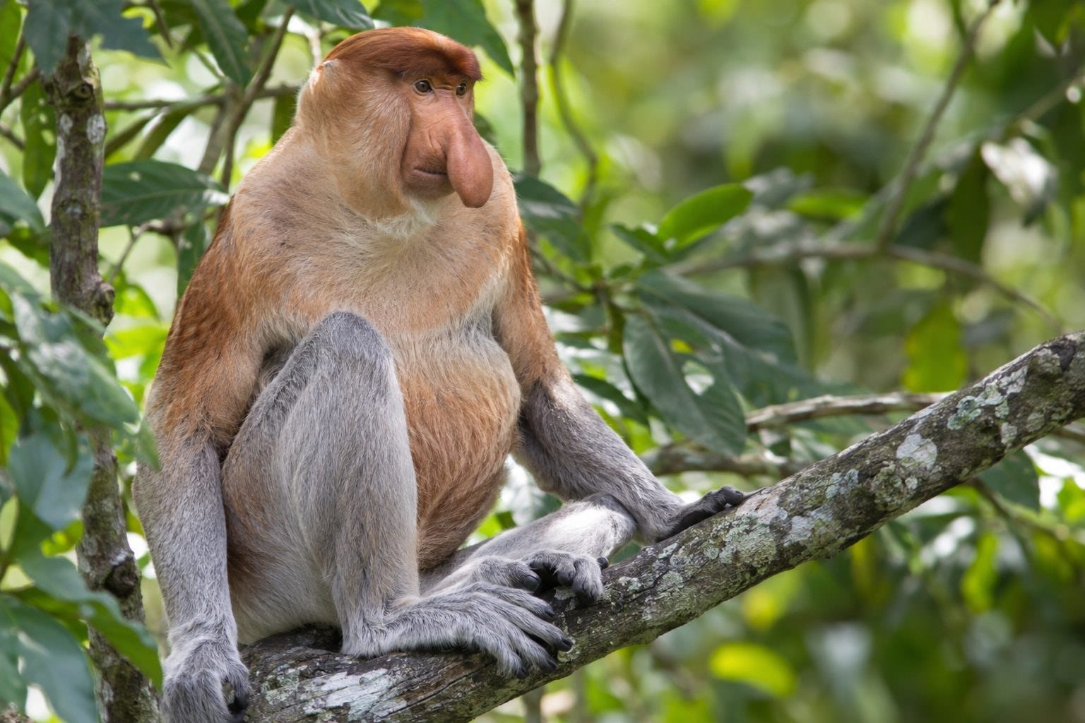 Nasique mâle assis sur une branche