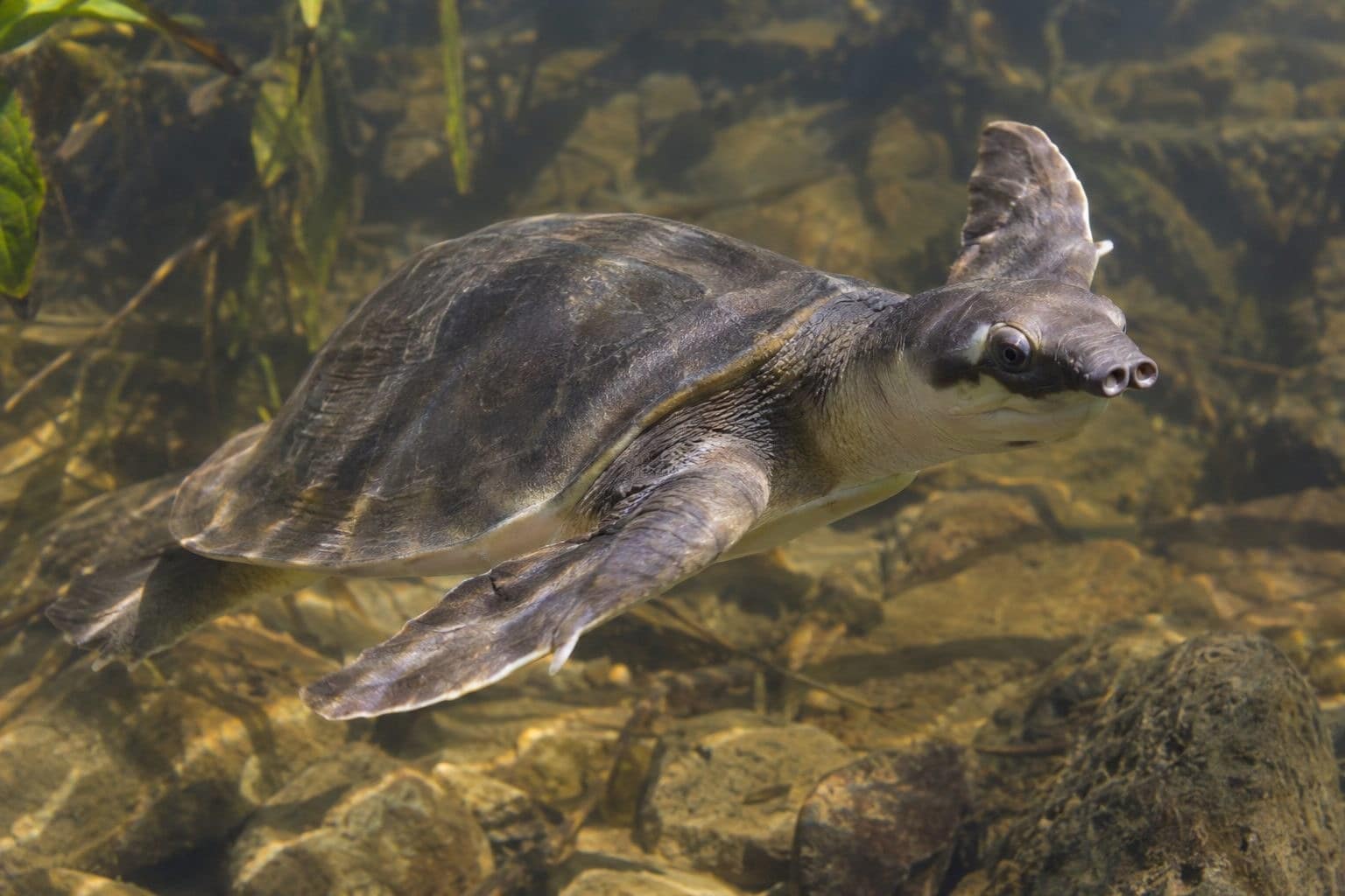 Tortue à nez de cochon dans l'eau douce