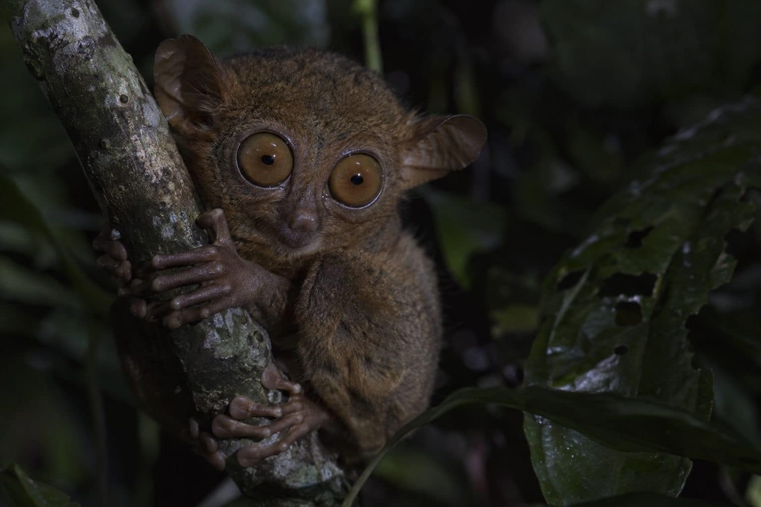 Tarsier nocturne avec ses énormes yeux écarquillés