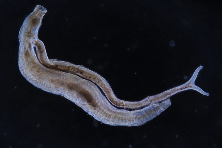 Schistosome (ver parasite)