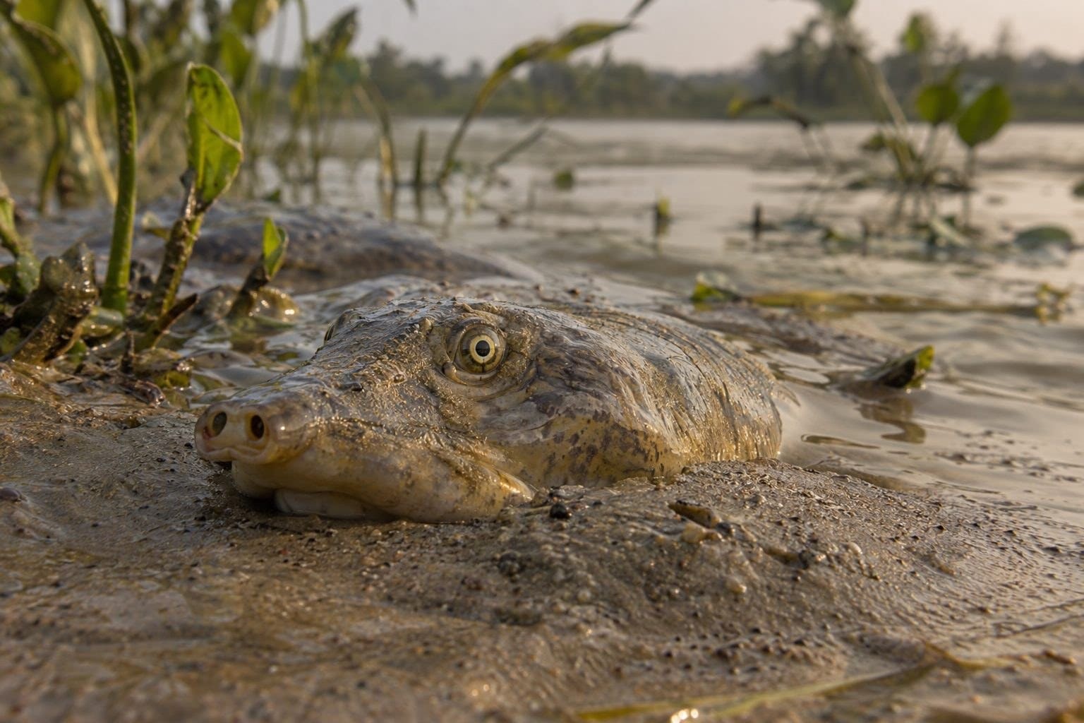 Tortue géante de Cantor partiellement enterrée dans le sable