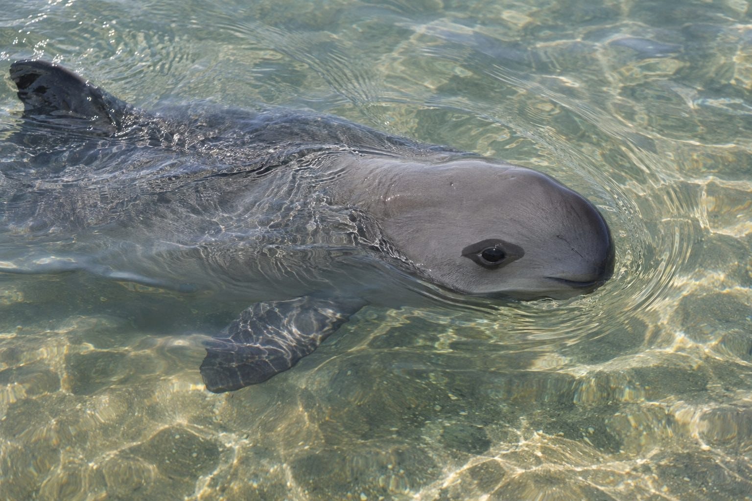 Marsouin du Pacifique nageant en surface dans le golfe de Californie