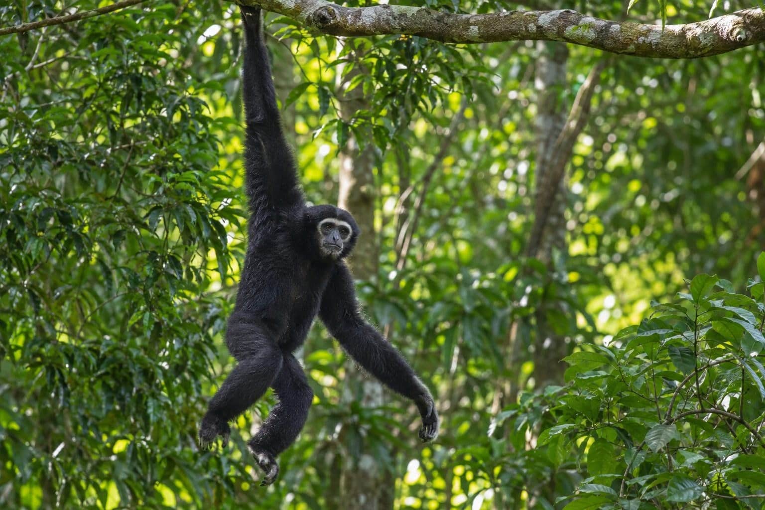 Gibbon de Hainan suspendu à une branche dans la forêt tropicale