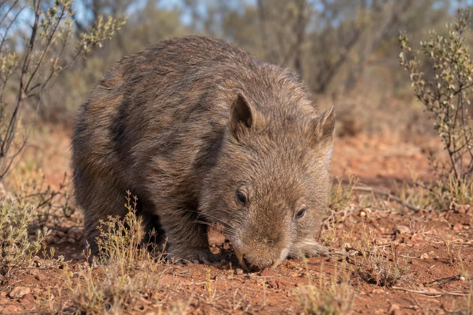 Wombat à nez poilu du Nord se nourrissant de végétation en Australie