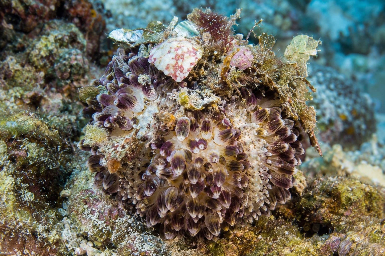 Oursin fleur toxopneustes pileolus en gros plan